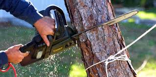 Best Tree Disease Treatment  in Lake Sconsin, WI