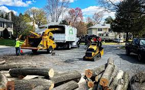 Trusted Lake Wisconsin, WI Tree Services Experts