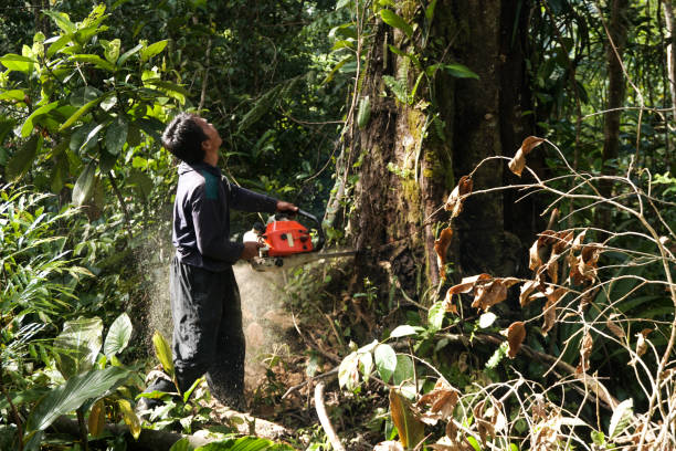 Best Hazardous Tree Removal  in Lake Sconsin, WI