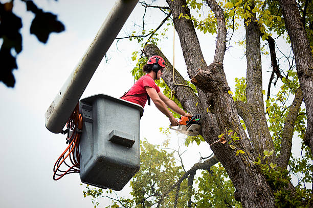 Best Tree Mulching Services  in Lake Sconsin, WI